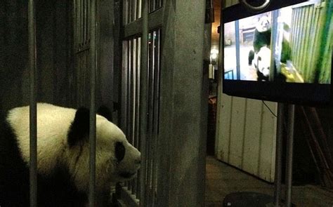 pandaporner|Panda Porn HD Videos .